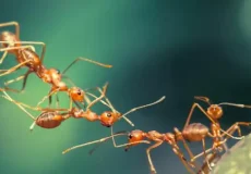 تعبیر خواب مورچه یونگ + برای زن متاهل و باردار و دختر مجرد و از دید مولف