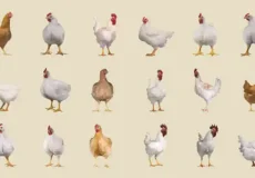 تعبیر خواب مرغ برای دختر مجرد + برای زن متاهل و باردار و دختر مجرد و از دید مولف