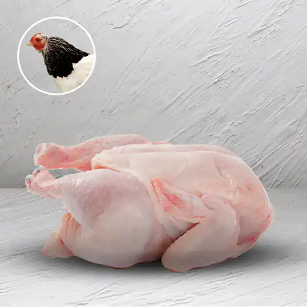 تعبیر خواب مرغ مرده + برای زن متاهل و باردار و دختر مجرد و از دید مولف