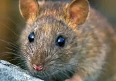 تعبیر خواب موش بزرگ در خانه + برای زن متاهل و باردار و دختر مجرد و از دید مولف