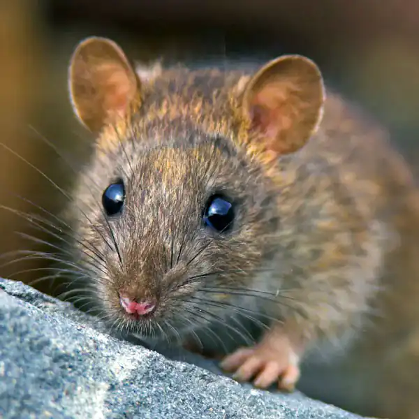 تعبیر خواب موش بزرگ در خانه + برای زن متاهل و باردار و دختر مجرد و از دید مولف