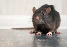 تعبیر خواب موش کشتن + برای زن متاهل و باردار و دختر مجرد و از دید مولف