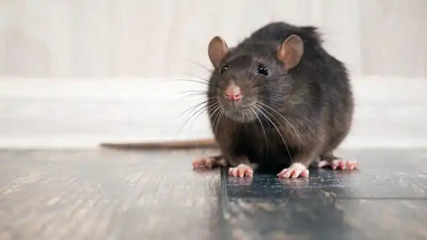 تعبیر خواب موش کشتن + برای زن متاهل و باردار و دختر مجرد و از دید مولف