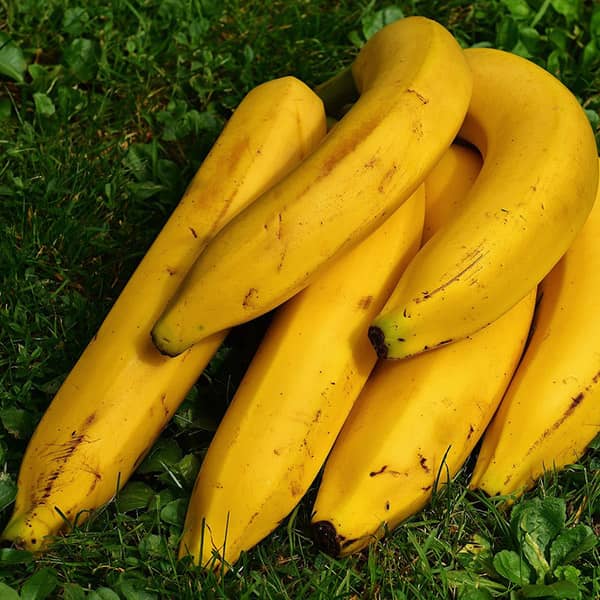 روش تازه نگه داشتن موز در یخچال