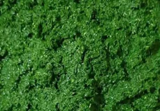 تعبیر خواب سبزی خورشتی خریدن + برای زن متاهل و باردار و دختر مجرد و از دید مولف