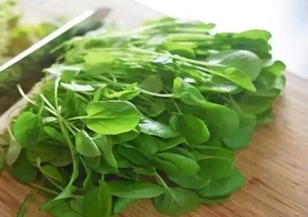 تعبیر خواب سبزی شاهی + برای زن متاهل و باردار و دختر مجرد و از دید مولف