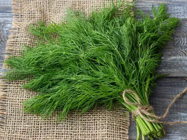 تعبیر خواب سبزی شوید + برای زن متاهل و باردار و دختر مجرد و از دید مولف