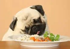 تعبیر خواب سگ ابن سیرین + برای زن متاهل و باردار و دختر مجرد و از دید مولف