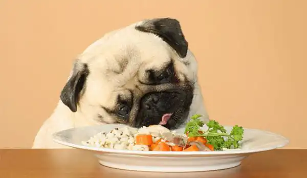 تعبیر خواب سگ ابن سیرین + برای زن متاهل و باردار و دختر مجرد و از دید مولف