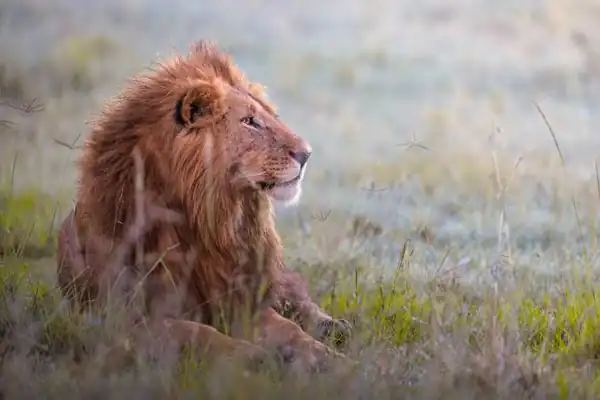 تعبیر خواب شیر ابن سیرین + برای زن متاهل و باردار و دختر مجرد و از دید مولف