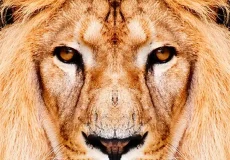 تعبیر خواب شیر نر + برای زن متاهل و باردار و دختر مجرد و از دید مولف