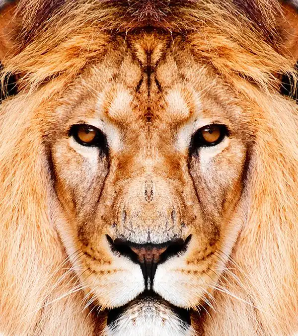 تعبیر خواب شیر نر + برای زن متاهل و باردار و دختر مجرد و از دید مولف