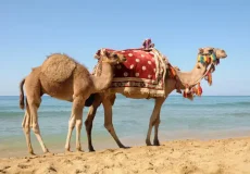 تعبیر خواب شتر برای دختر مجرد + برای زن متاهل و باردار و دختر مجرد و از دید مولف