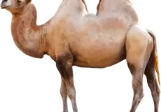 تعبیر خواب شتر در خانه + برای زن متاهل و باردار و دختر مجرد و از دید مولف