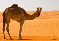 تعبیر خواب شتر ابن سیرین + برای زن متاهل و باردار و دختر مجرد و از دید مولف