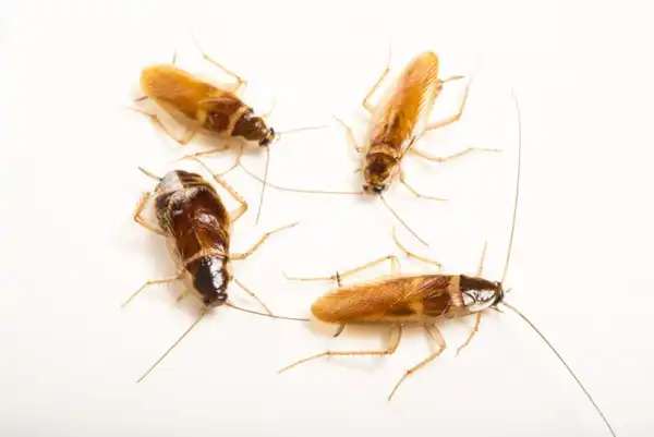 تعبیر خواب سوسک قهوه ای ابن سیرین + معنی دیدن سوسک قهوه ای در خواب های ما چیست