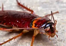 تعبیر خواب سوسک ابن سیرین + برای زن متاهل و باردار و دختر مجرد و از دید مولف