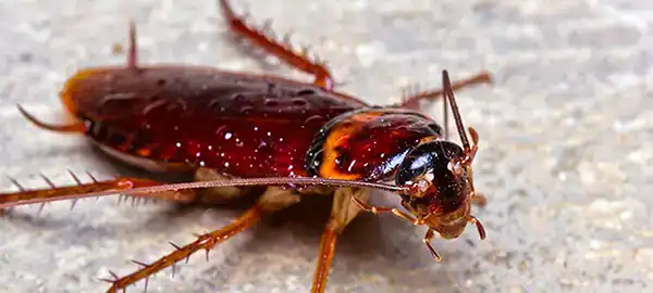 تعبیر خواب سوسک ابن سیرین + برای زن متاهل و باردار و دختر مجرد و از دید مولف