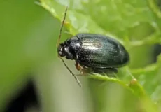 تعبیر خواب سوسک نی نی سایت + برای زن متاهل و باردار و دختر مجرد و از دید مولف