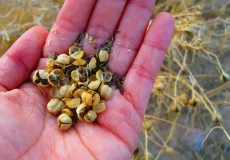 تعبیر خواب اسپند چیدن در خواب + برای زن متاهل و باردار و دختر مجرد و از دید مولف