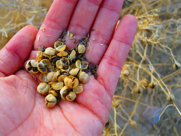 تعبیر خواب اسپند چیدن در خواب + برای زن متاهل و باردار و دختر مجرد و از دید مولف