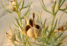 تعبیر خواب اسپند داشتن + برای زن متاهل و باردار و دختر مجرد و از دید مولف