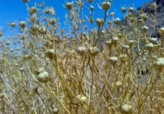 تعبیر خواب اسپند خوردن + برای زن متاهل و باردار و دختر مجرد و از دید مولف