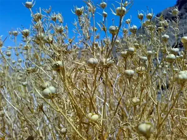 تعبیر خواب اسپند خوردن + برای زن متاهل و باردار و دختر مجرد و از دید مولف