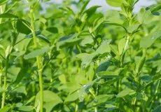 تعبیر خواب یونجه ابن سیرین + برای زن متاهل و باردار و دختر مجرد و از دید مولف