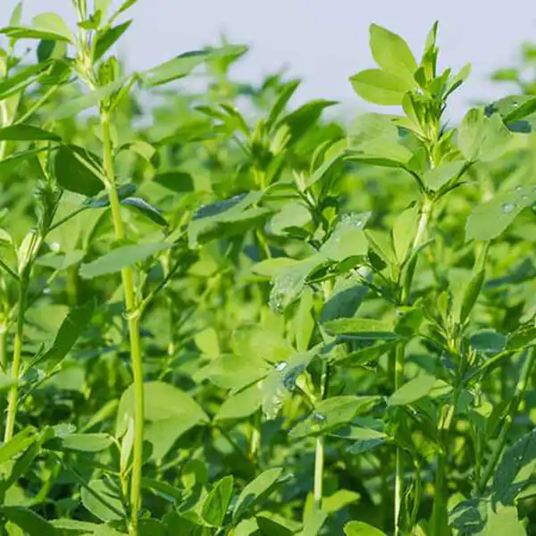 تعبیر خواب یونجه ابن سیرین + برای زن متاهل و باردار و دختر مجرد و از دید مولف