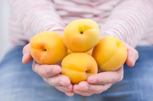 تعبیر خواب زردآلو ابن سیرین + برای زن متاهل و باردار و دختر مجرد و از دید مولف