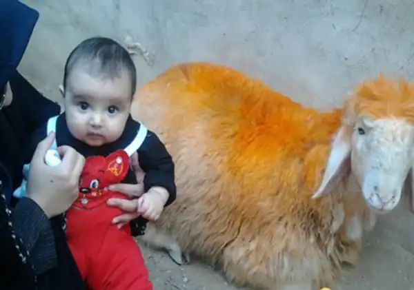 تعبیر خواب ذبح فرزند + برای زن متاهل و باردار و دختر مجرد و از دید مولف