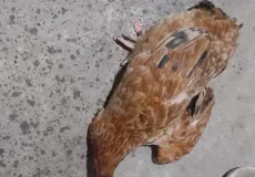 تعبیر خواب ذبح پرنده + برای زن متاهل و باردار و دختر مجرد و از دید مولف