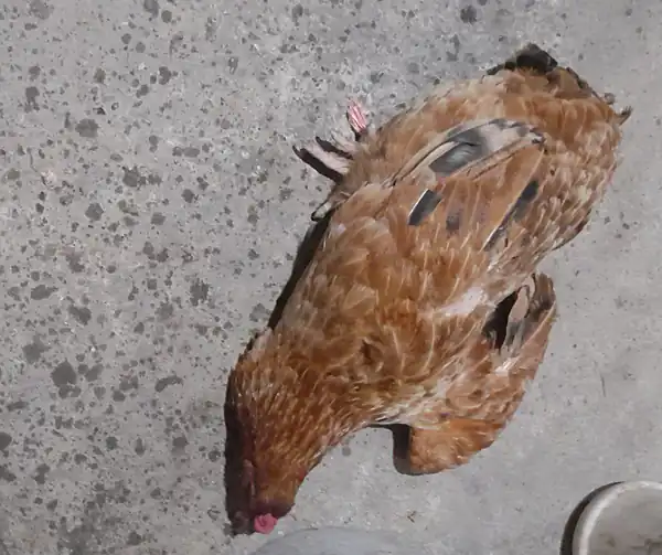 تعبیر خواب ذبح پرنده + برای زن متاهل و باردار و دختر مجرد و از دید مولف