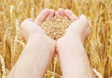 طلای سبز روی موج خبر/ شوک جدید برای گندمکاران ایران!